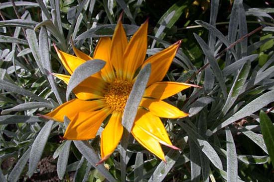 fleurs_0307