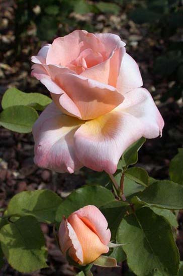 fleurs_0310