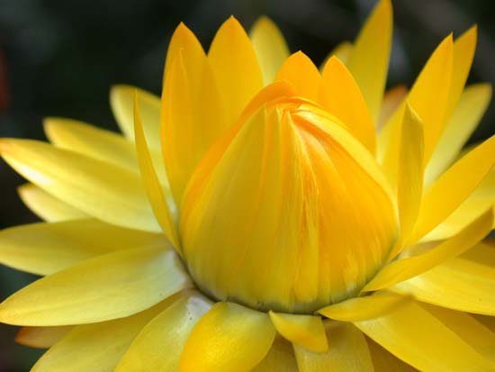 fleurs_0311