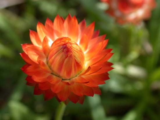 fleurs_0313