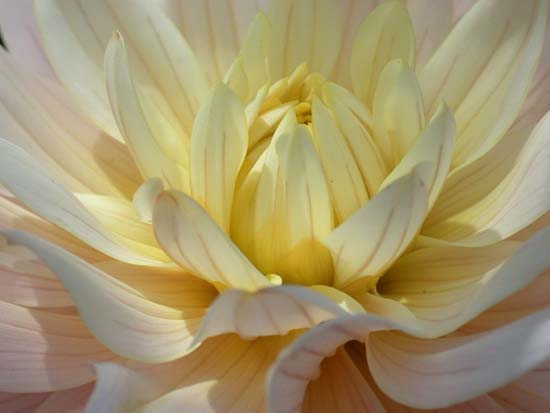 fleurs_0314