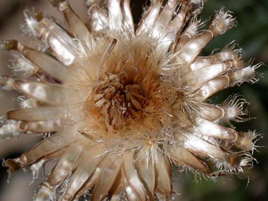 fleurs_0315