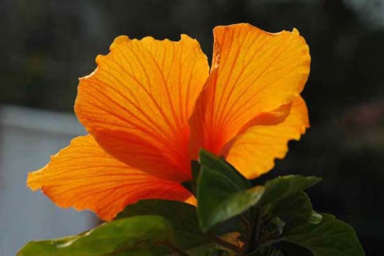 fleurs_0317