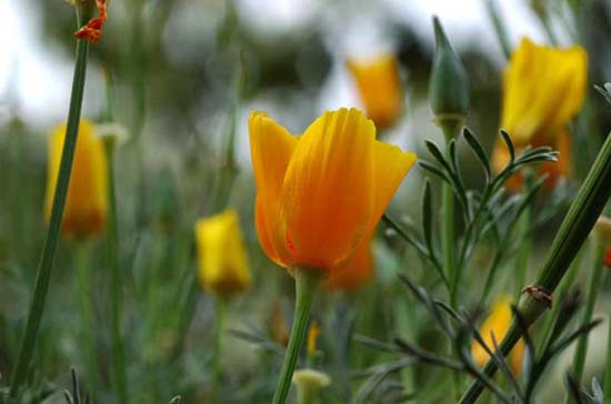 fleurs_0319
