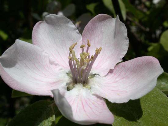 fleurs_0321
