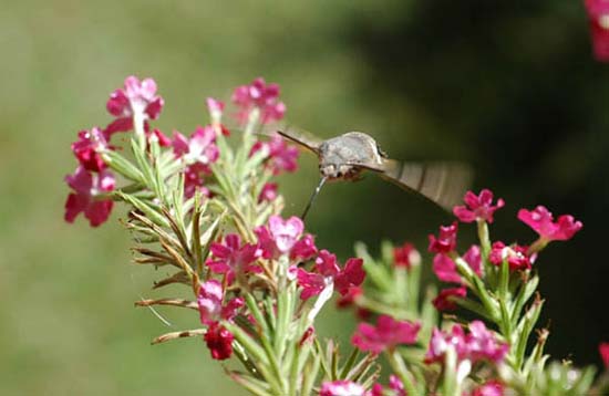 fleurs_0322