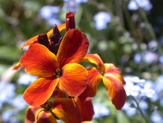fleurs_0325