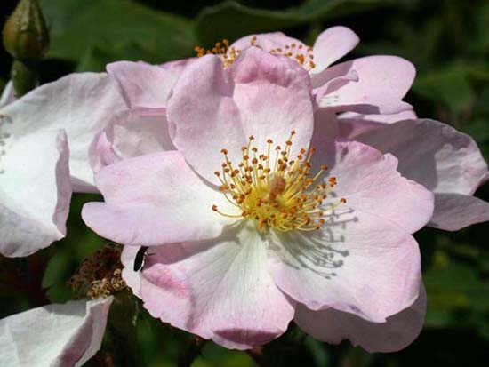 fleurs_0326