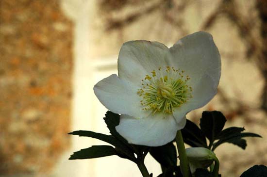 fleurs_0328