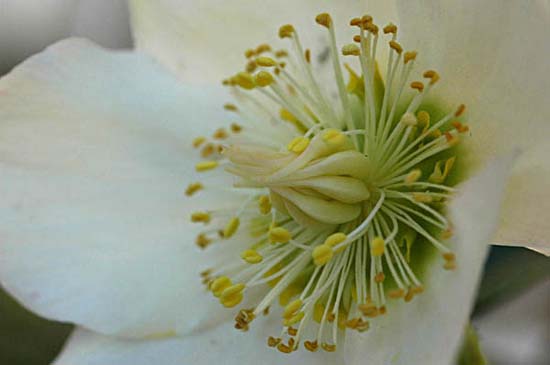 fleurs_0329