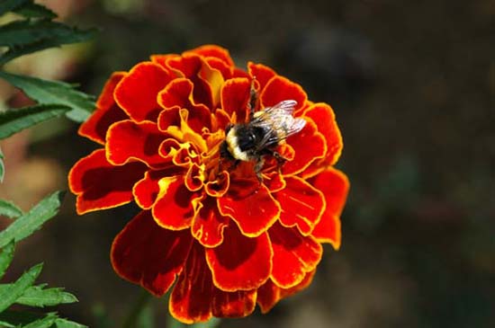 fleurs_0330