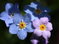 fleurs_0301