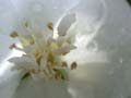 fleurs_0302