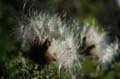 fleurs_0303
