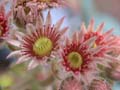 fleurs_0304