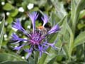fleurs_0305