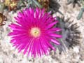 fleurs_0306