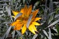 fleurs_0307
