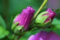 fleurs_0308