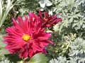 fleurs_0309