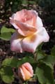 fleurs_0310