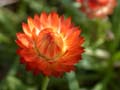 fleurs_0313