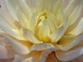 fleurs_0314
