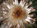 fleurs_0315