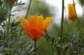 fleurs_0318
