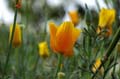 fleurs_0319