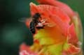 fleurs_0320