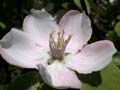 fleurs_0321