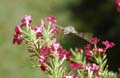 fleurs_0322