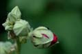 fleurs_0324