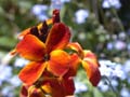 fleurs_0325