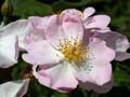fleurs_0326