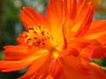 fleurs_0327