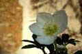fleurs_0328
