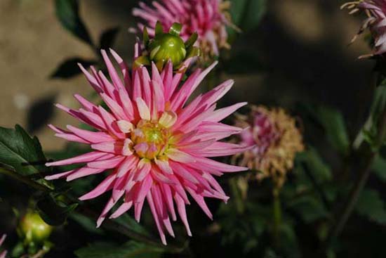 fleurs_0403