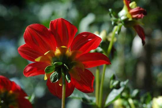fleurs_0404