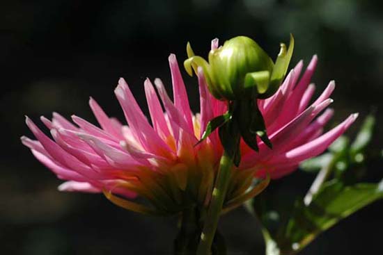 fleurs_0405