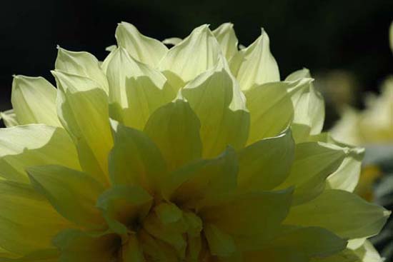 fleurs_0406