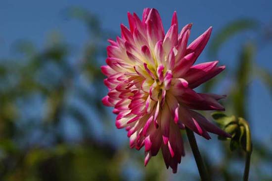fleurs_0407