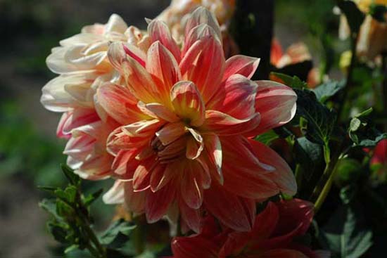 fleurs_0409