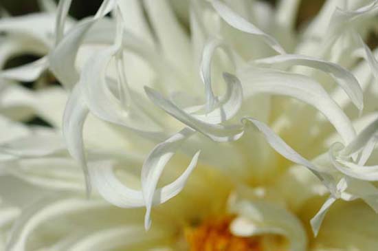 fleurs_0413