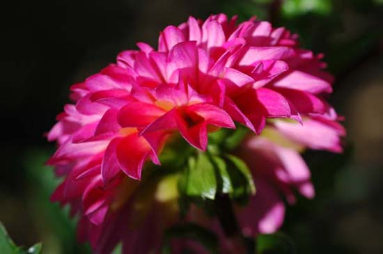 fleurs_0414