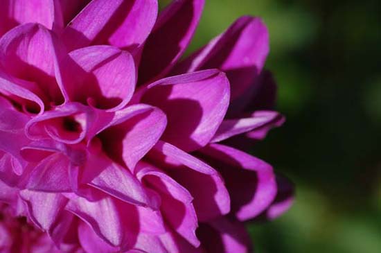 fleurs_0415