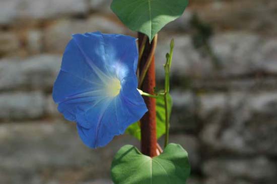 fleurs_0418