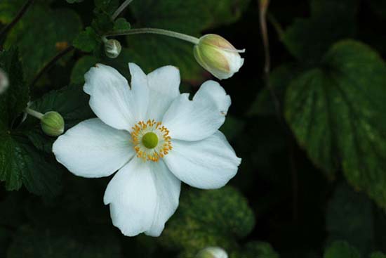 fleurs_0421