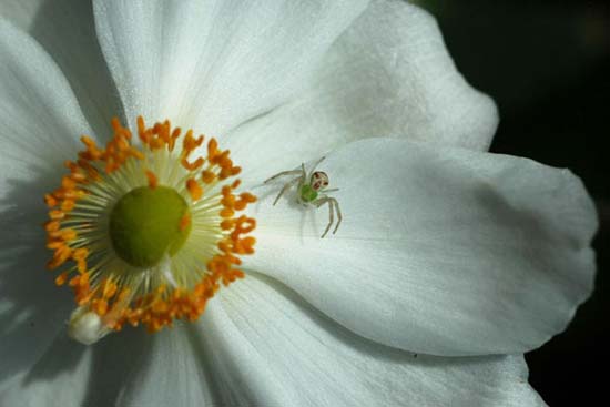 fleurs_0422